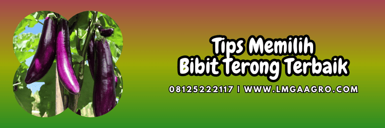 tips,menanam,budidaya,budidaya terong,lmga agro