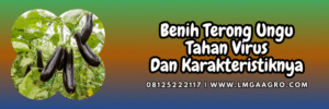 bibit,terung,petani,bibit terong,lmga agro