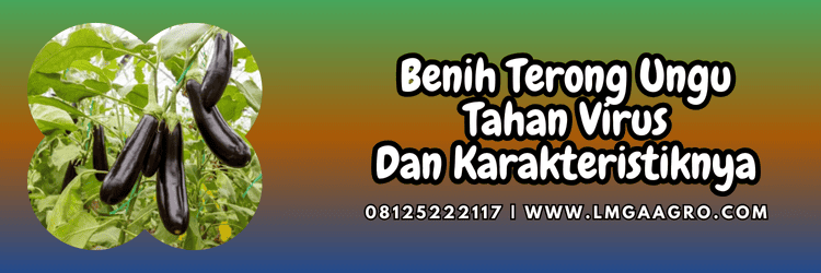 bibit,terung,petani,bibit terong,lmga agro