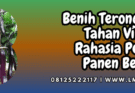 benih terong ungu tahan virus,benih,terong,terong ungu,tahan virus,lmga agro