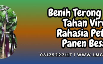 benih terong ungu tahan virus,benih,terong,terong ungu,tahan virus,lmga agro