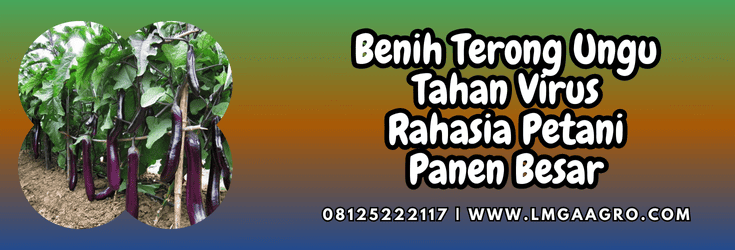 benih terong ungu tahan virus,benih,terong,terong ungu,tahan virus,lmga agro