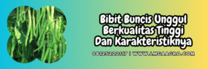bibit buncis unggul,bibit,buncis,unggul,lmga agro