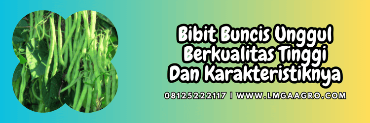 bibit buncis unggul,bibit,buncis,unggul,lmga agro