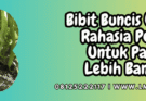 benih,benih buncis,tanaman,tanaman buncis,lmga agro