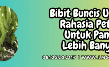 benih,benih buncis,tanaman,tanaman buncis,lmga agro