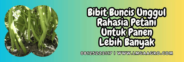 benih,benih buncis,tanaman,tanaman buncis,lmga agro