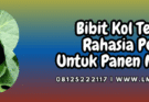 bibit kol terbaik,bibit,kol,terbaik,lmga agro