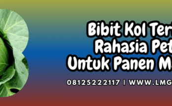 bibit kol terbaik,bibit,kol,terbaik,lmga agro
