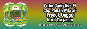 cabai,panah merah,cap panah merah,ewindo,eastwestseed,lmga agro