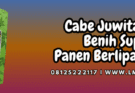 cabe,juwita,juwita 25,juwita 25 f1,lmga agro