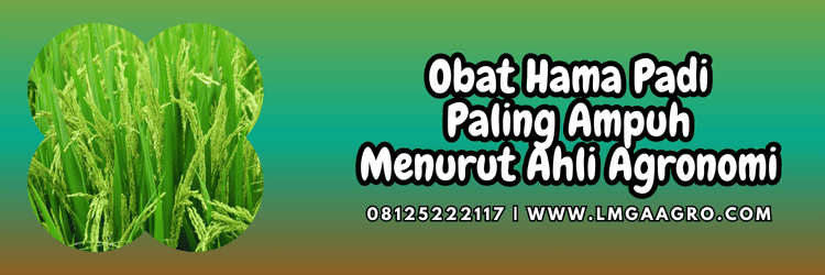 insektisida,pestisida jenis insektisida,serangga,hama serangga,pertanian,budidaya,budidaya padi,lmga agro
