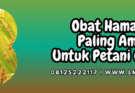 obat hama padi paling ampuh,obat,hama,padi,pestisida,lmga agro