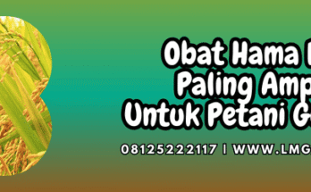 obat hama padi paling ampuh,obat,hama,padi,pestisida,lmga agro