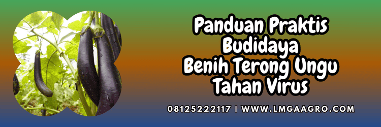 panduan,budidaya,tanaman,tanaman terong,lmga agro