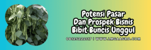budidaya,budidaya buncis,potensi,pasar,prospek,agribisnis,agrobisnis,sayur,sayuran,lmga agro