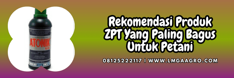 rekomendasi,budidaya,tanaman,hormon,hormon tanaman,lmga agro