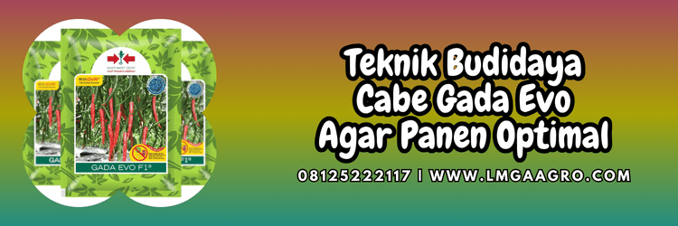 teknik,budidaya,tanaman,budidaya cabe,lmga agro