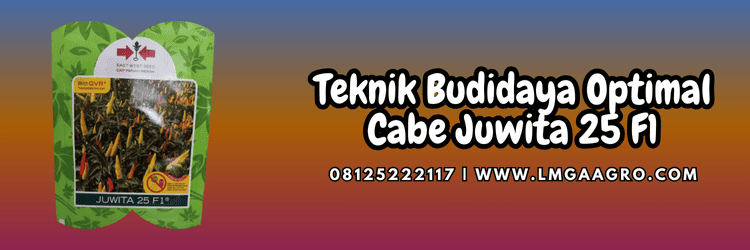 teknik,budidaya,cabe rawit,cabai rawit,lmga agro