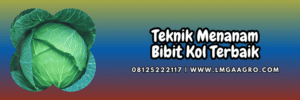 teknik,menanam,budidaya,cara menanam,kubis,lmga agro