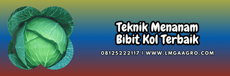 teknik,menanam,budidaya,cara menanam,kubis,lmga agro
