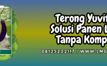 terong yuvita,terong,yuvita,yuvita f1,f1,lmga agro