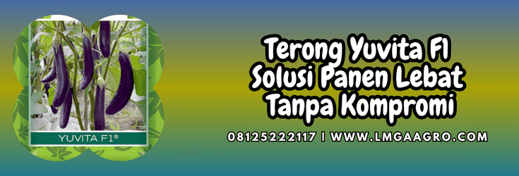 terong yuvita,terong,yuvita,yuvita f1,f1,lmga agro