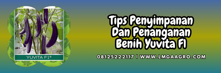 tips,penyimpanan,penanganan,budidaya,budidaya terong,lmga agro