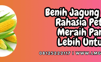 benih jagung manis,benih,jagung,jagung manis,lmga agro