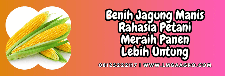 benih jagung manis,benih,jagung,jagung manis,lmga agro