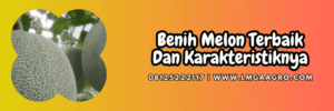 bibit,bibit melon,bibit melon terbaik,budidaya,budidaya melon,lmga agro