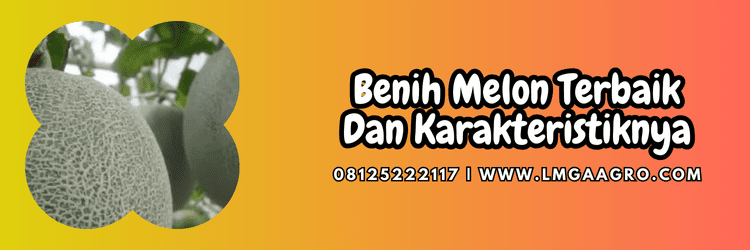 bibit,bibit melon,bibit melon terbaik,budidaya,budidaya melon,lmga agro