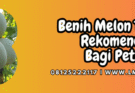 benih melon terbaik,benih,melon,terbaik.lmga agro