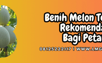 benih melon terbaik,benih,melon,terbaik.lmga agro