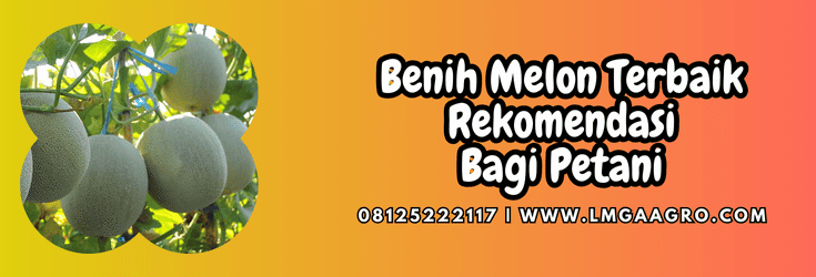 benih melon terbaik,benih,melon,terbaik.lmga agro