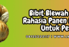 bibit blewah,bibit,blewah,garbis,lmga agro
