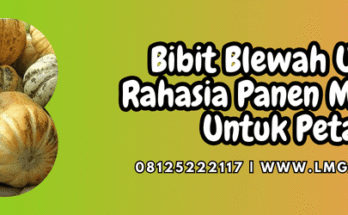 bibit blewah,bibit,blewah,garbis,lmga agro