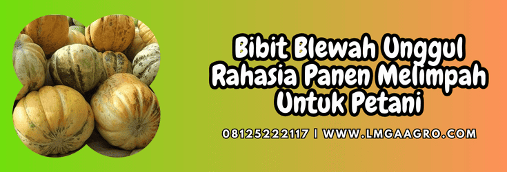 bibit blewah,bibit,blewah,garbis,lmga agro