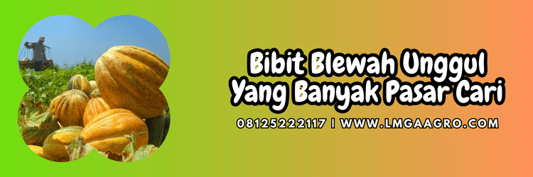 benih,benih blewah,tanaman,buah,lmga agro