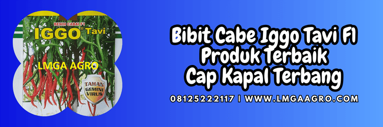 f1,iggo tavi f1,cabe keriting,cabai,cabai keriting,bisi,cap kapal terbang,chia tai seed,lmga agro