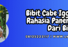 bibit cabe iggo tavi,bibit,cabe,iggo tavi,lmga agro