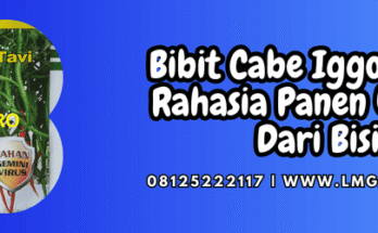 bibit cabe iggo tavi,bibit,cabe,iggo tavi,lmga agro