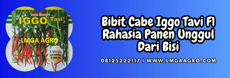 bibit cabe iggo tavi,bibit,cabe,iggo tavi,lmga agro