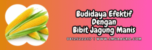 budidaya,tanaman,budidaya jagung,budidaya jagung manis,lmga agro
