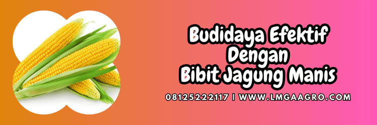 budidaya,tanaman,budidaya jagung,budidaya jagung manis,lmga agro