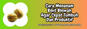 cara menanam,budidaya,budidaya blewah,petani,lmga agro