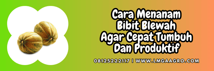 cara menanam,budidaya,budidaya blewah,petani,lmga agro