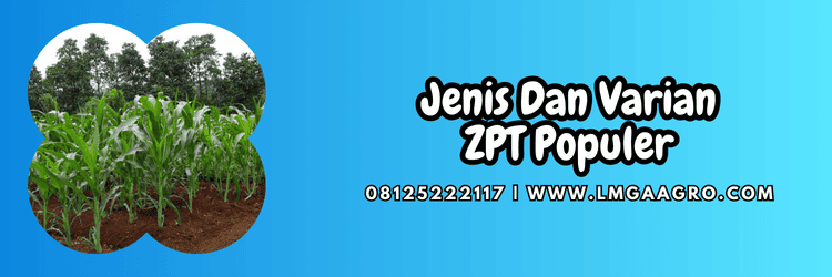 jenis,produk,varian,budidaya,budidaya jagung,lmga agro