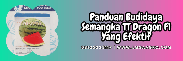 panduan,budidaya,tanaman,budidaya semangka,lmga agro
