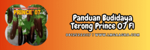 panduan,budidaya,tanaman,tanaman terong,lmga agro